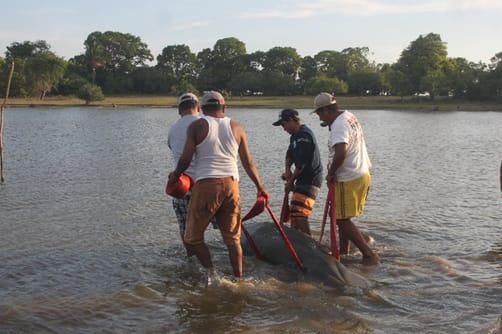 Manatí encontrado sin vida en Catazajá se atoró en redes de pesca