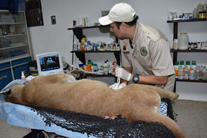 Equipa ZooMAT el área clínica para mejorar la atención de las especies