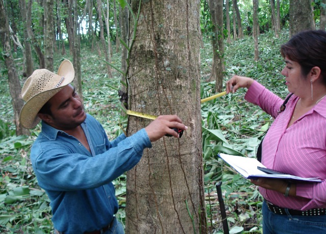 Bosques y selvas sustentables de Chiapas