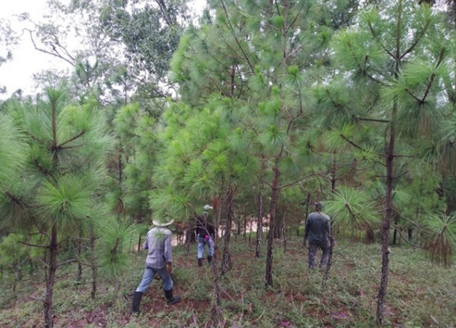 Promueve la Semahn mejores prácticas de manejo forestal