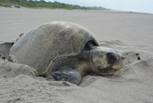 Anidación de tortuga en el Proyecto de “Protección y Conservación de la Tortuga Marina en Chiapas”.