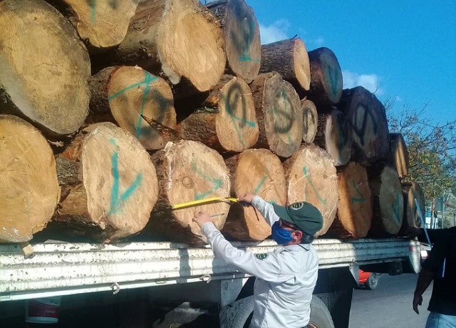 Operativos Forestales, combate efectivo contra el tráfico de productos maderables