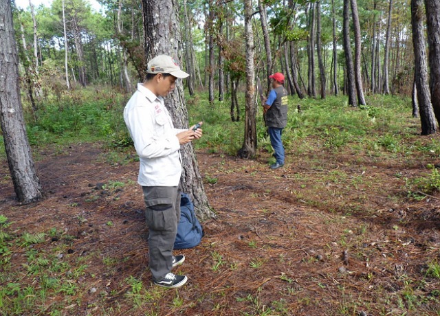 Semahn detecta y combate plaga forestal en Jitotol