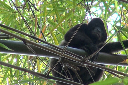 Exitosa captura de un mono sarahuato por personal de ZOOMAT.