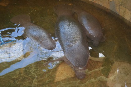 SEMAHN libera a tres manatíes en la Laguna de Catazajá