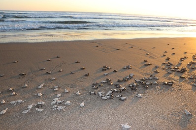Semahn libera 300 crías de tortuga golfina en Campamento Tortuguero de Puerto Arista