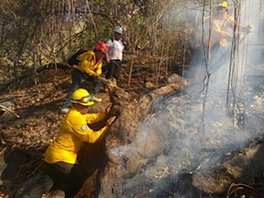 Activo un incendio forestal en Tonalá 