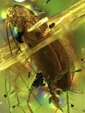 Nueva especie de cucaracha fósil en el ámbar del Mioceno
