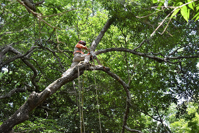 Se realizan labores de poda y desrame de árbol en Parque Aéreo del ZooMAT