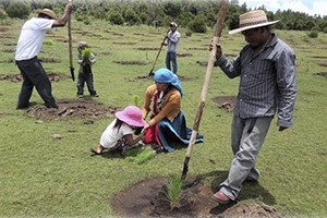 Semahn inicia Programa de Fomento Forestal para la recuperación de áreas deforestadas