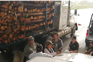 Continúan operativos para combatir el tráfico y comercio ilegal de madera en Chiapas