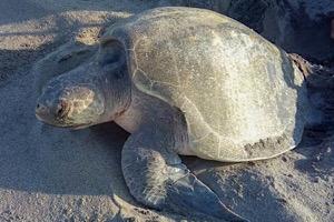 SEMAHN refrenda su compromiso de salvaguardar la vida de las tortugas marinas