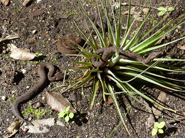 CECIBACH reporta el nacimiento de 15 crías de especies de fauna silvestre