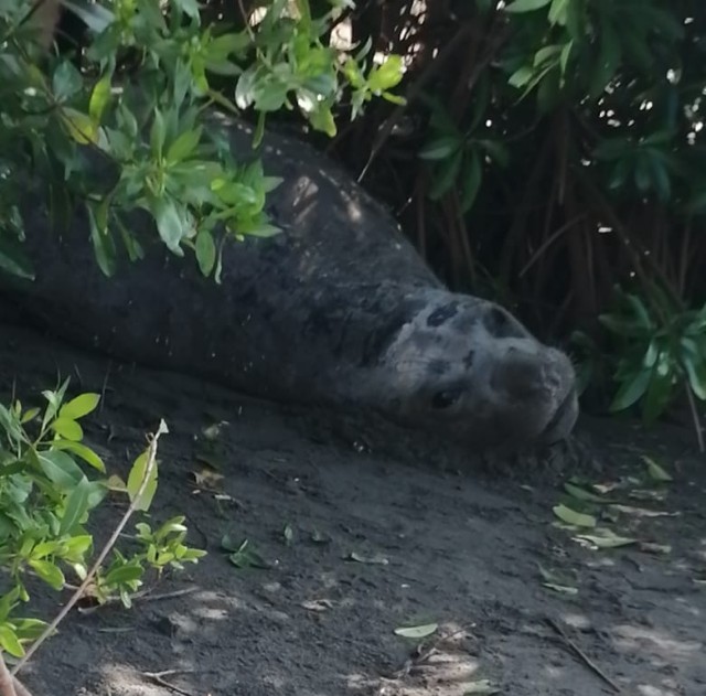 Resguarda la Semahn a elefante marino varado en la costa de Chiapas 