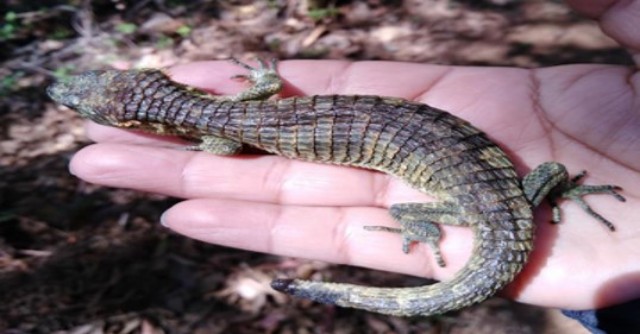 Semahn continúa resguardo de la biodiversidad chiapaneca