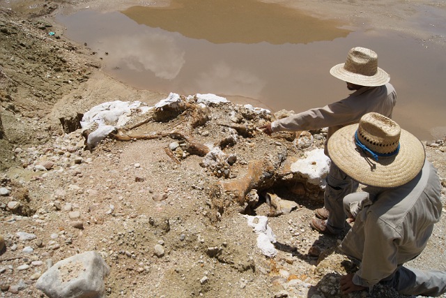 Impulsa Semahn el “Rescate de la Paleobiodiversidad de Chiapas”