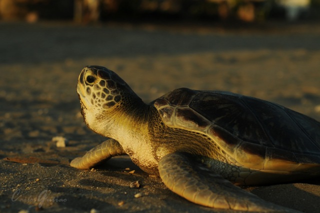 Semahn libera tortuga prieta en la costa chiapaneca