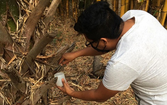 El Jardín Botánico “Dr. Faustino Miranda” es un refugio aracnológico en la ciudad