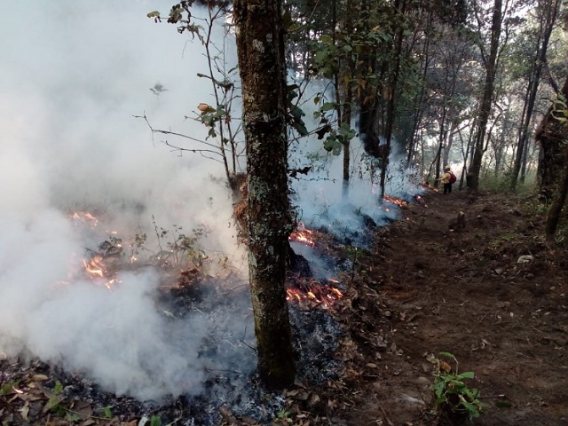Se han registrado 43 incendios forestales en la entidad: Cecif