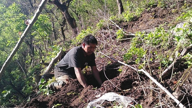 Semahn donará árboles para reforestar municipios y centros educativos