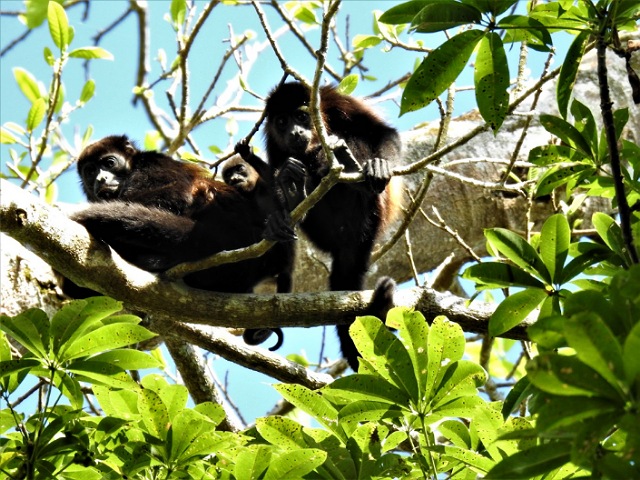 Reserva el Zapotal, hogar del mono saraguato pardo