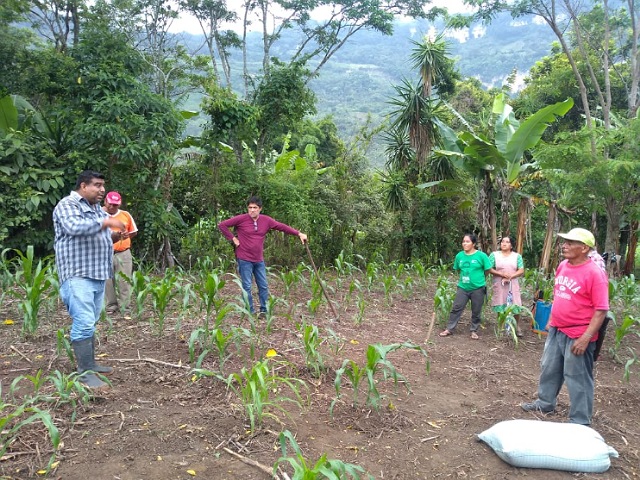 Semahn y Unach capacitan a productores en aplicación de abono orgánico