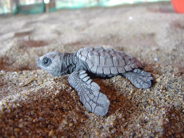 Conservación de la tortuga marina, una actividad de alto riesgo