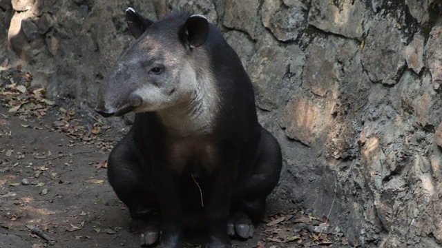 ZooMAT y ZooLeón trabajan en conjunto para la conservación del tapir