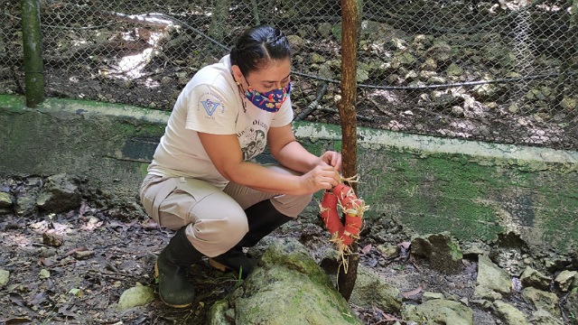 ZooMAT realiza trabajo de enriquecimiento ambiental para estimular y mejorar el comportamiento de la fauna que resguarda