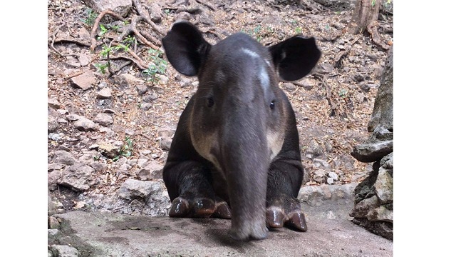 Tapir “Coco” se encuentra estable en su recinto dentro del ZooMAT