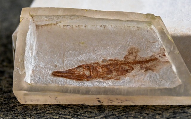 Se reincorpora pez fósil a Colección Paleontológica de la Semahn