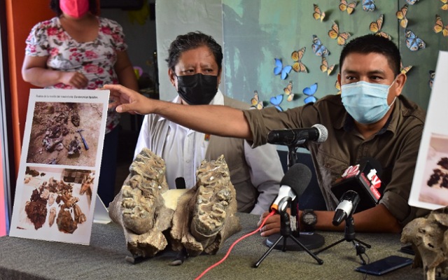 Museo de Paleontología “Eliseo Palacios Aguilera” presenta restos de megafauna con 12 mil años de antigüedad