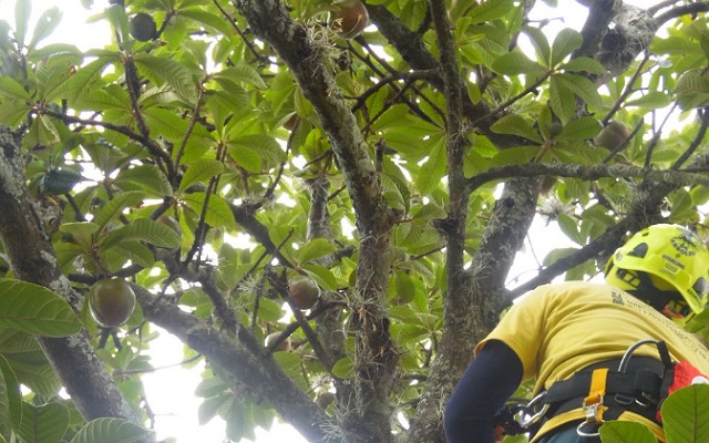 El Chulul, un árbol de importancia biocultural 