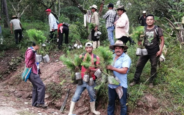 Semahn impulsa conservación de los recursos forestales en Áreas Naturales Protegidas