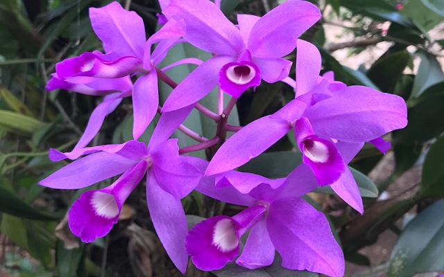Especies de Orquídeas en peligro de extinción