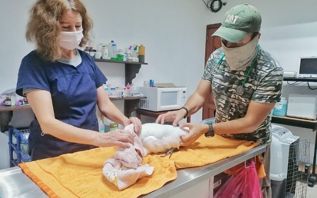 ZooMAT da seguimiento puntual a la salud de las aves bajo cuidado humano