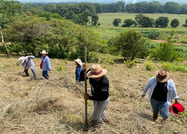 Semahn recomienda reforestar tomando en cuenta la especie arbórea, disposición de agua y calidad del suelo