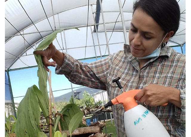 En el Hospital de Orquídeas se estudian y conservan ejemplares de este grupo de plantas