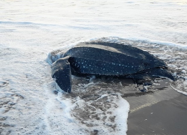 Rescatan exitosamente a una tortuga laúd en Puerto Arista