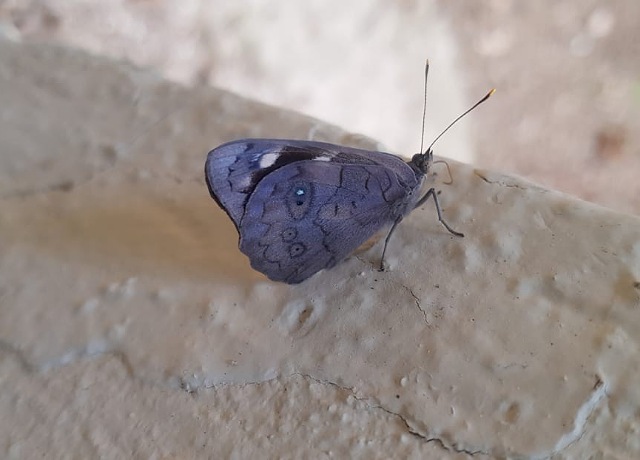 Mariposa de alas púrpura, distinguida visitante  del ZooMAT