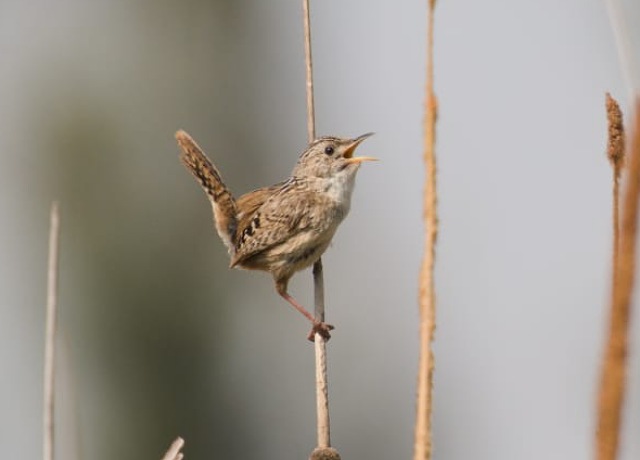 Chivirín sabanero, nuevo habitante del Humedal La Ciénega