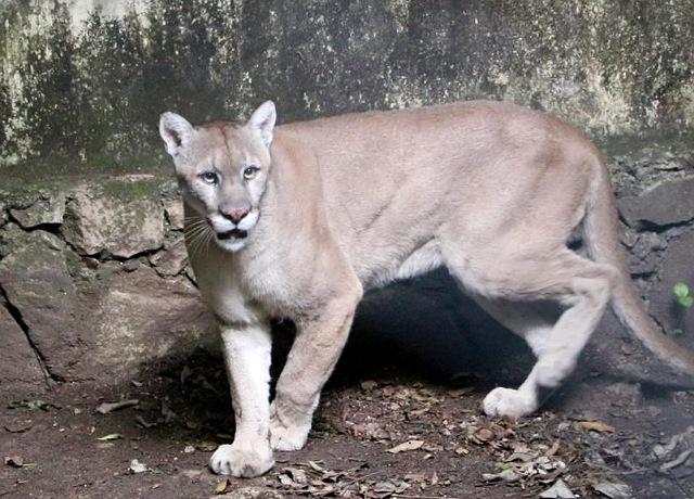 Nuevos integrantes en el ZooMAT: un puma macho y 2 coyotes