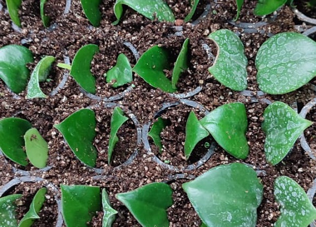 El Jardín Botánico “Dr. Faustino Miranda” produce especies nativas mediante novedosa técnica