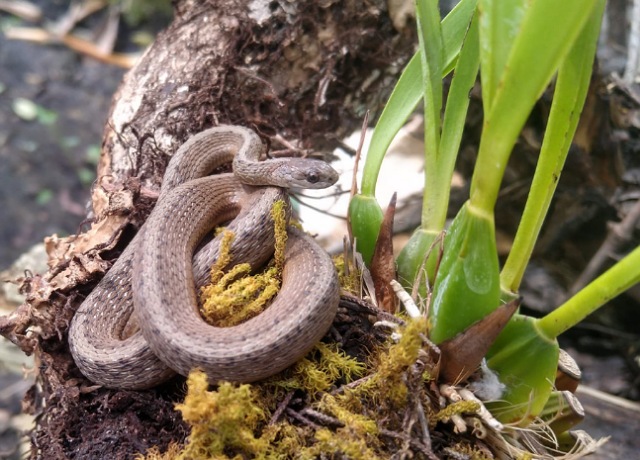 Humedal La Ciénega, refugio de serpientes en Chiapas