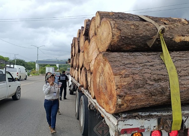 Operativos Forestales continúan por todo el estado para combatir el tráfico de madera y sus derivados