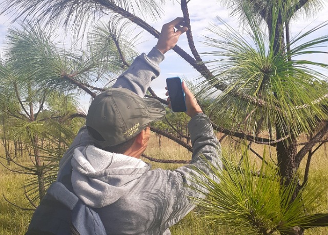 Detecta Semahn oportunamente plaga forestal en Las Margaritas