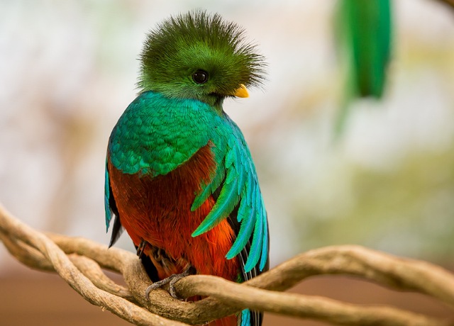 Cumplimos 30 años de trabajos de conservación del Quetzal, el ave más bella de América: ZOOMAT