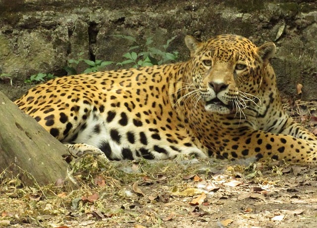 Ejemplares del ZooMAT superan expectativa de supervivencia en vida silvestre gracias al cuidado integral humano que reciben 