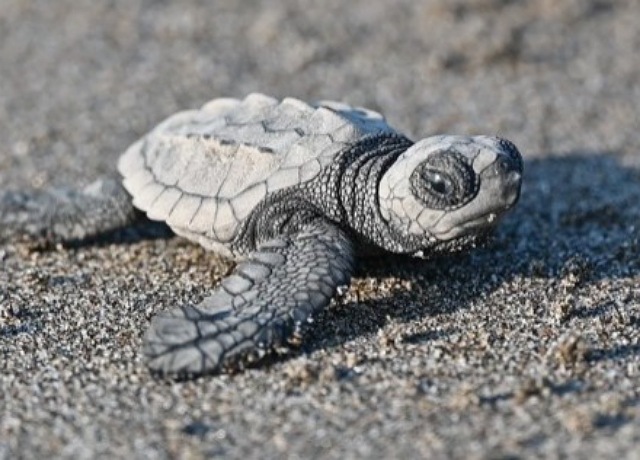 Semahn, presente en las actividades del “Tortufest”