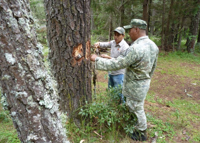 La SEMAHN realiza Diagnóstico Fitosanitario de Plagas y Enfermedades Forestales en Rancho Nuevo